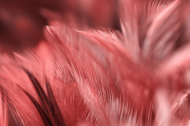 Textura de plumas de aves de Blur Bird para el fondo