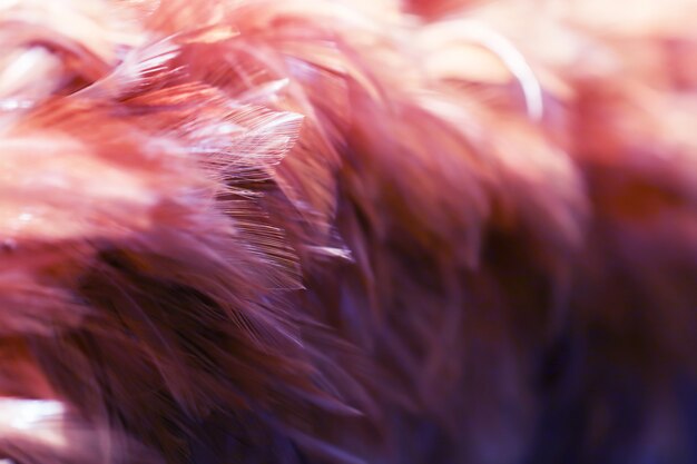 Textura de plumas de aves de Blur Bird para el fondo