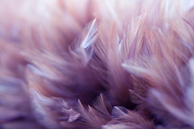 Textura de plumas de aves de Blur Bird