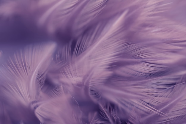 Textura de plumas de aves de Blur Bird