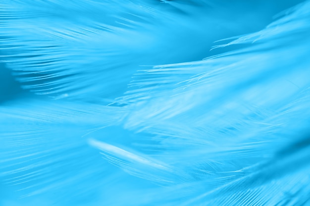 Textura de plumas de aves de Blur Bird