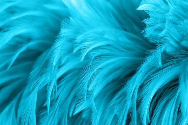 Textura de plumas de aves para el fondo