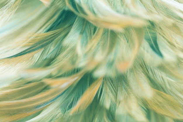 Textura de plumas de aves para el fondo