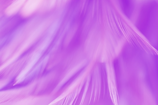 Textura de plumas de aves para el fondo