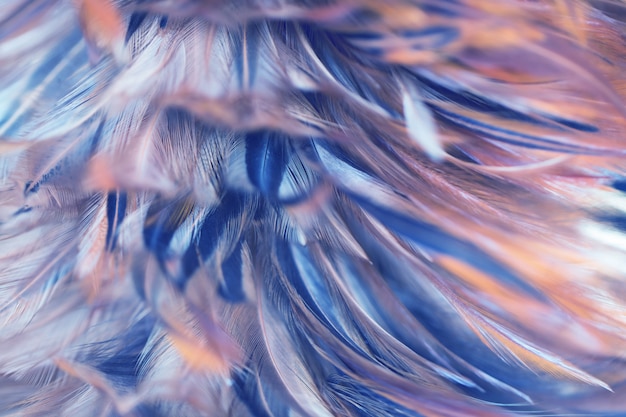 Foto textura de plumas de aves para el fondo