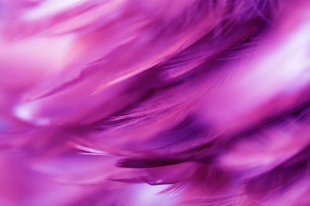 Textura de plumas de aves para el fondo