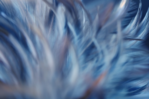 Textura de plumas de aves para el fondo