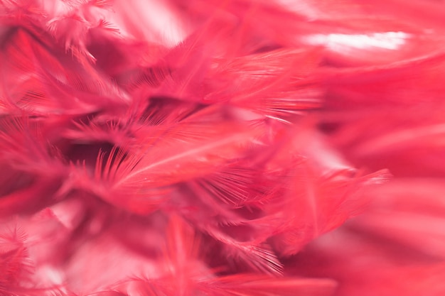 Foto textura de plumas de aves para el fondo