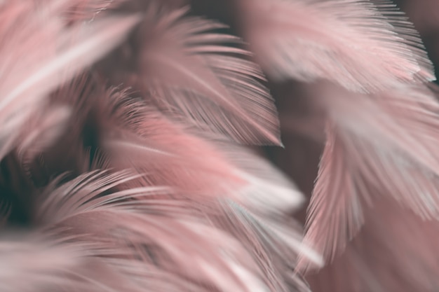 Foto textura de plumas de aves para el fondo