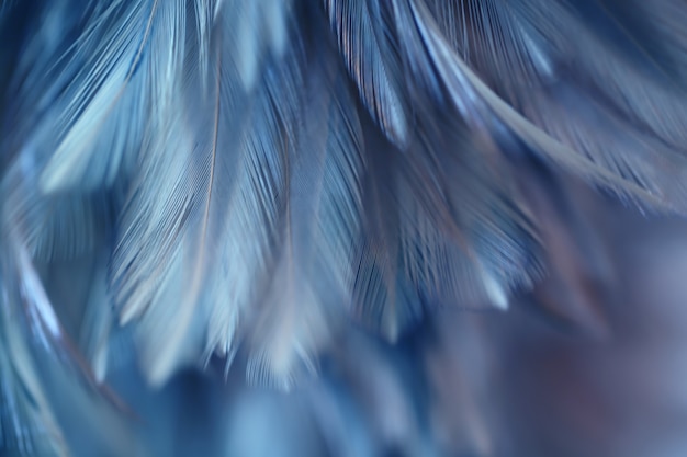 Textura de plumas de aves pollos para el fondo, fantasía