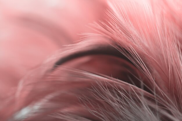 Textura de plumas de aves pollos para el fondo