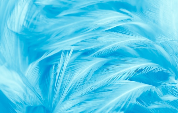 Textura de plumas azules mullidas