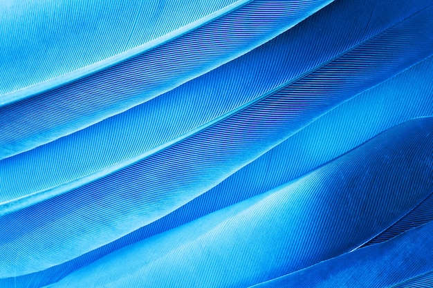 textura de plumas azules