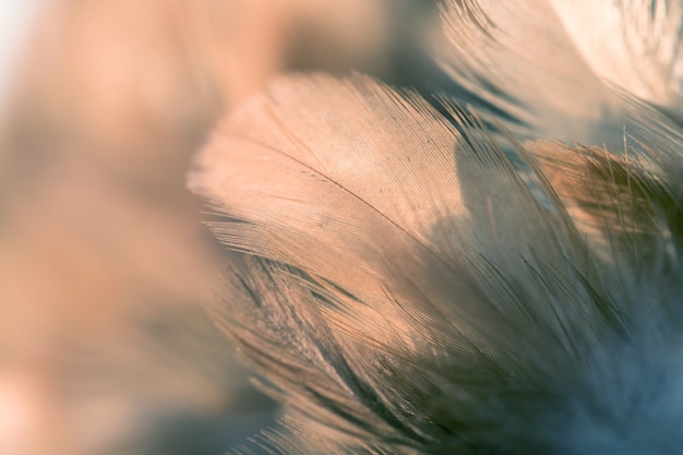 Textura de plumas de gallinas para el fondo