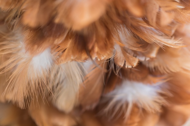 Foto textura de plumas de gallinas para el fondo