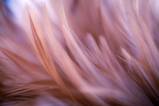 Textura de plumas de pollo para el arte abstracto de fondo