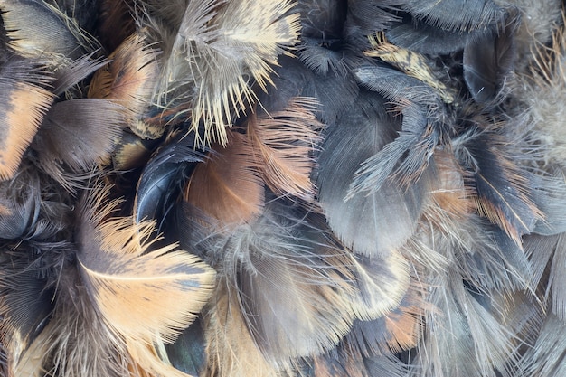 Textura de plumas de pollo de primer plano para el fondo