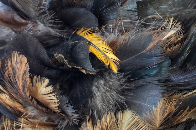 Textura de plumas de pollo de primer plano para el fondo