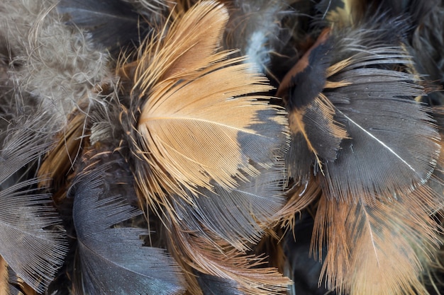 Textura de plumas de pollo de primer plano para el fondo