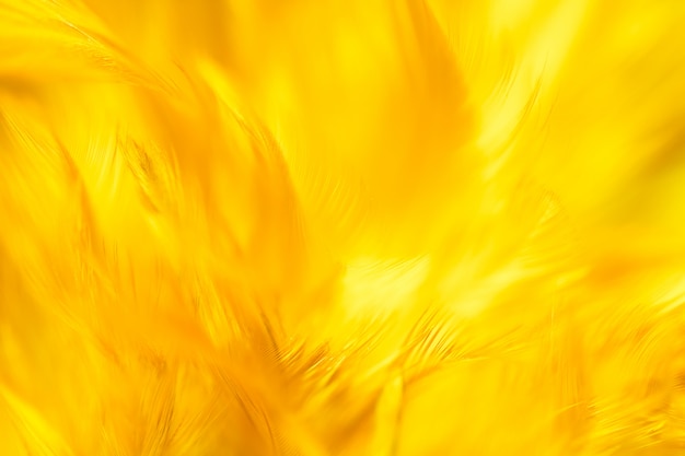 Foto textura de plumas de pollos de ave borrosa