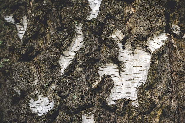 Foto textura de primer plano de árbol de abedul con corteza marrón blanca.