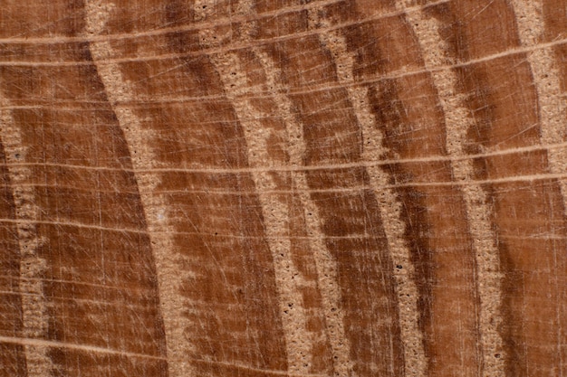 La textura del primer plano de madera vieja se puede utilizar como fondo