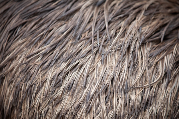 Textura de primer plano de plumas de emú.