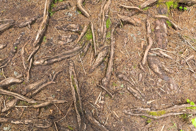 Foto textura de las raíces de los árboles en el bosque