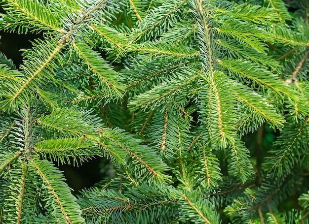 Textura de las ramas del árbol de Navidad en un fondo natural