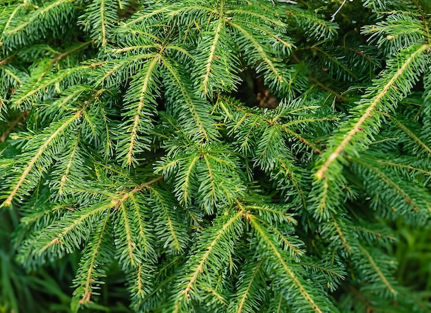 Textura de las ramas del árbol de Navidad en un fondo natural