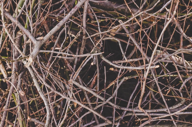 Textura de las ramas secas, fondo de la naturaleza.