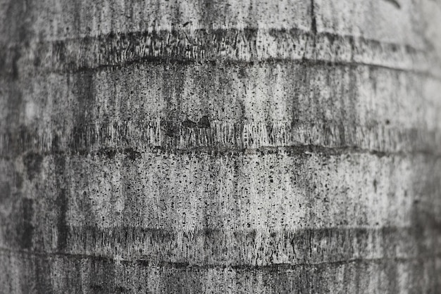 Textura real de un tronco de palma canaria en primer plano