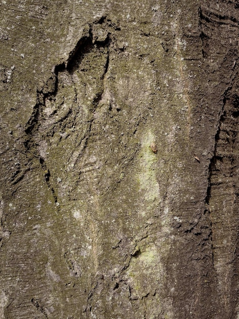 Textura en relieve de la corteza del árbol Patrón de fondo de corteza de árbol natural