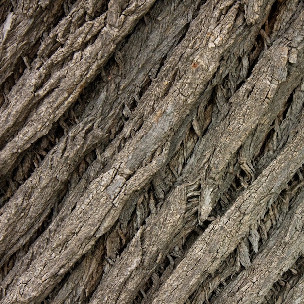 Textura de relieve de la corteza marrón de un árbol de cerca recurso gráfico