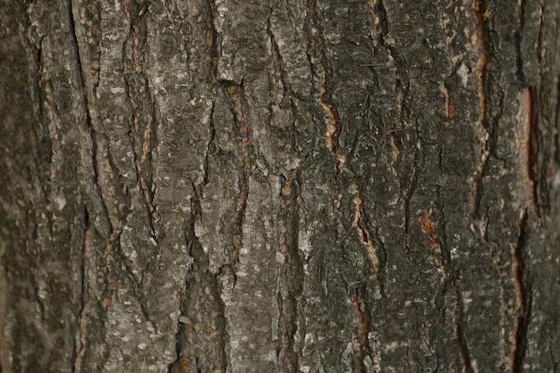 Textura en relieve de la corteza marrón de un árbol.