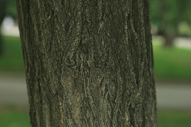 Textura en relieve de la corteza marrón de un árbol.
