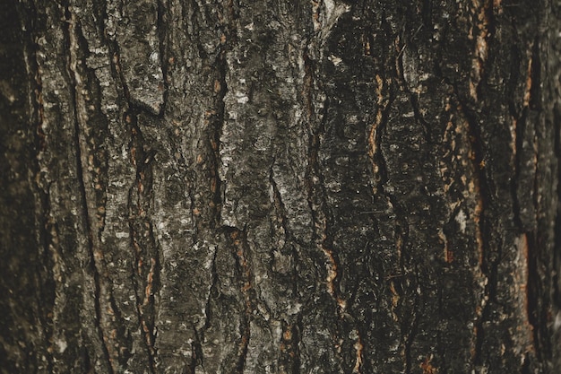 Textura en relieve de la corteza marrón de un árbol.