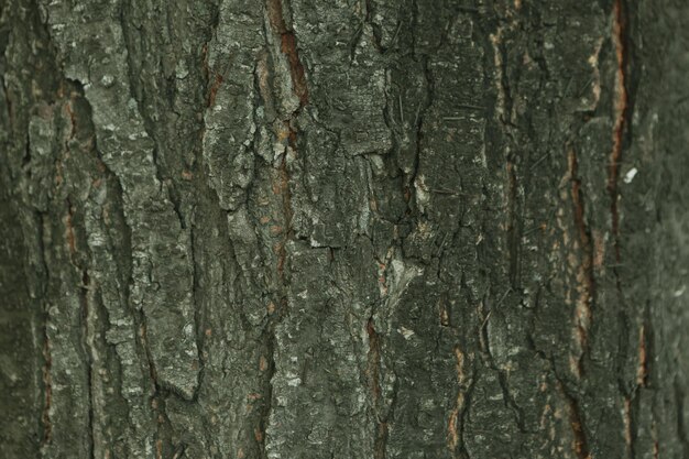 Textura en relieve de la corteza marrón de un árbol.