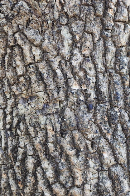 Textura de relieve retrato de corteza de árbol viejo