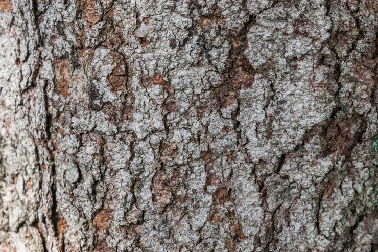 La textura del roble plateado se toma con detalle y precisión con un poco más de iluminación