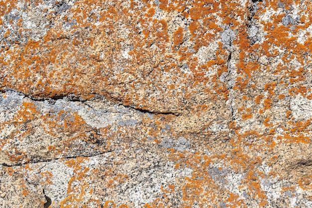 Textura de roca agrietada con líquenes naranjas y negros creciendo sobre ella