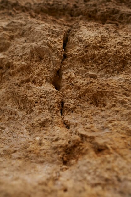 Textura de roca de concha y raza de primer plano de la tierra