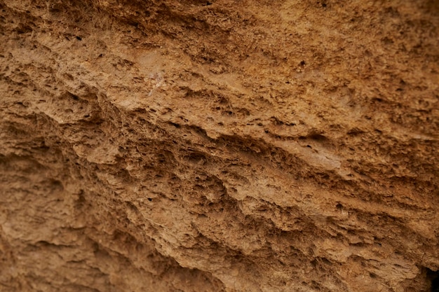 Textura de roca de concha y raza de primer plano de la tierra