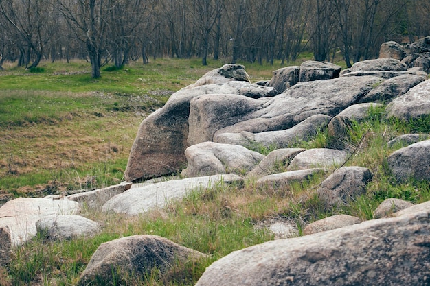 Textura de rocas rodeadas de pastos con árboles en el fondo