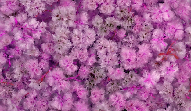 Textura rosa violeta roxa, manchas pontiagudas, folhas espinhosas, padrão geométrico aleatório. Para design