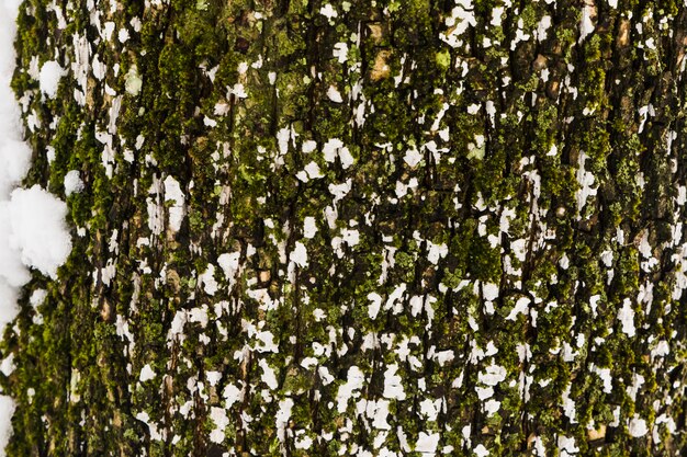 Textura rugosa de la corteza de árbol del primer