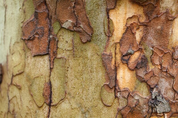 La textura del sicómoro de corteza de árbol.