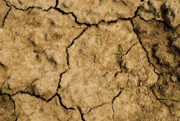 Textura de suelo seco con nuevos brotes verdes