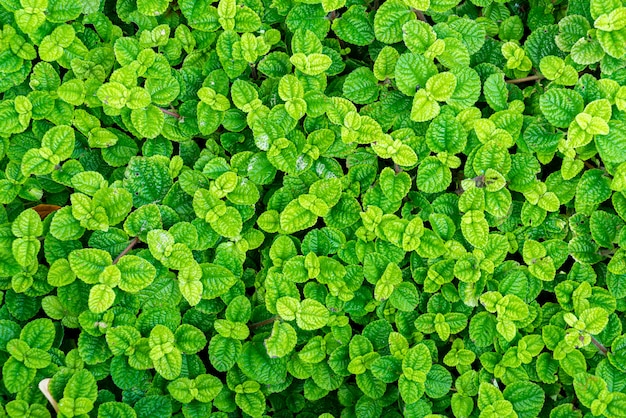 textura de la superficie del árbol de menta