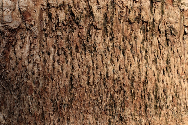 Textura de superficie de madera, tronco de palma